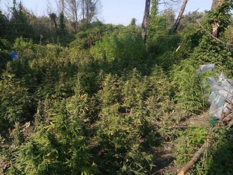 Θεσσαλονίκη: Φυτεία με περισσότερα από 1.100 δενδρύλλια κάνναβης εντοπίστηκε σε αγροτική περιοχή