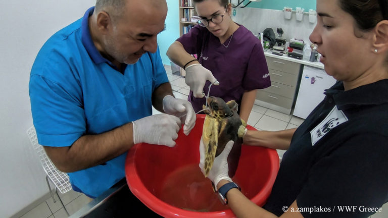 Ακτιβιστές της WWF Ελλάς έσωσαν τραυματισμένη θαλάσσια χελώνα