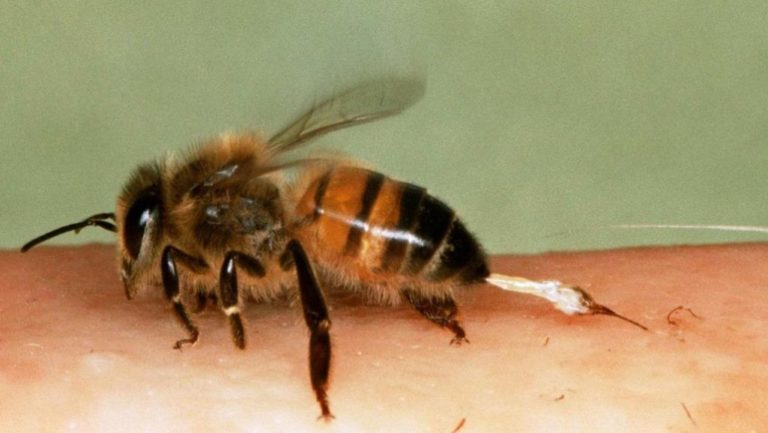 Γρεβενά: Νεκρός 60χρονος από τσίμπημα μέλισσας