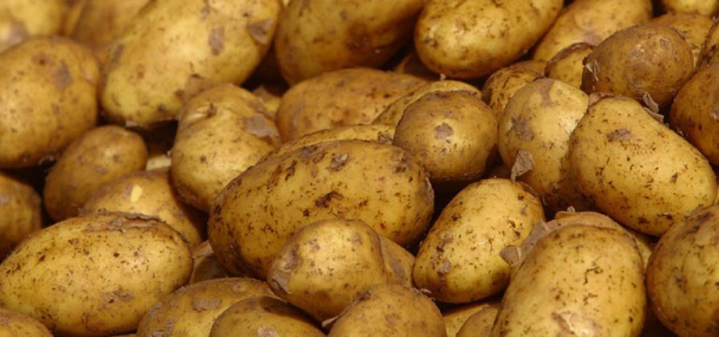 Σέρρες: Ενημερωτική ομιλία για την καλλιέργεια πατάτας