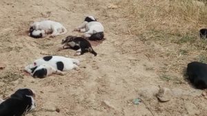 Ροδόπη: 7 κουτάβια βρέθηκαν αποκεφαλισμένα στο Λαμπρό