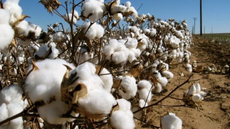 Τρέχει η Πιστοποίηση BCI και Eu cotton-Άμεση πιστοποίηση και του Μη Γενετικώς Τροποποιημένου Ελληνικού Βαμβακιού-Συνέδριο βάμβακος 21 -02 2020 Λάρισα