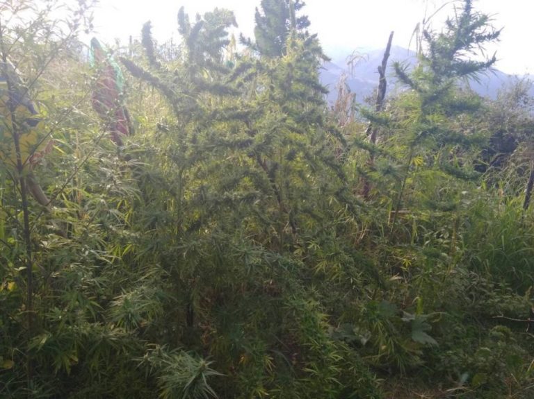 Στα χέρια της αστυνομίας για καλλιέργεια κάνναβης