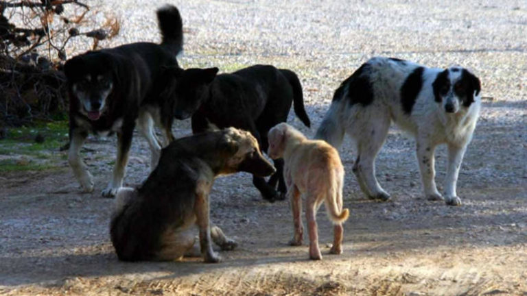 Μέτρα για τα αδέσποτα από Δήμο Πύργου