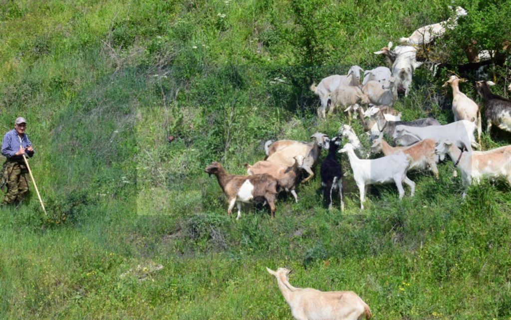 Οι Κτηνοτρόφοι ΑΜΘ ζητούν να προστατευθεί ο πρωτογενής τομέας