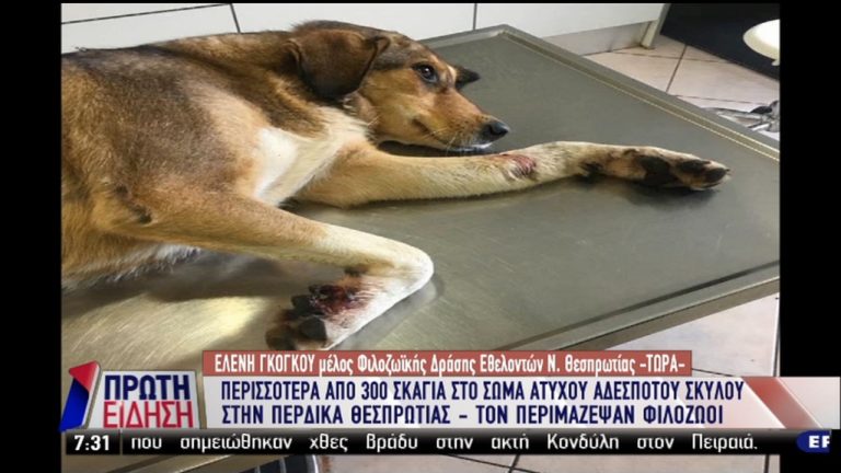 Κτηνωδία στη Θεσπρωτία: Χτύπησαν σκύλο με 300 σκάγια (video)