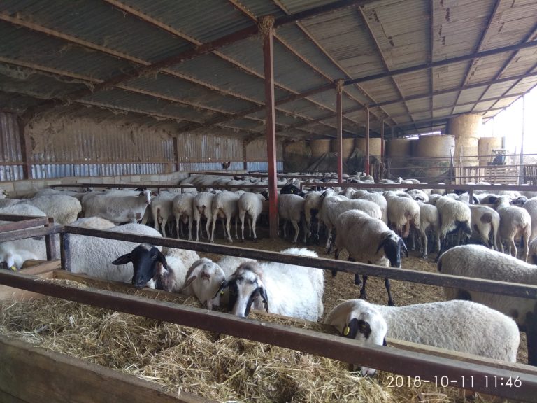 Κομοτηνή: Κτηνοτρόφοι σε απόγνωση
