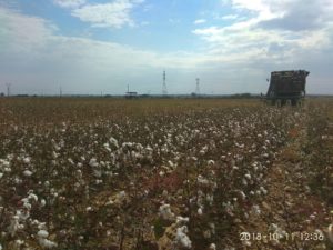 Κομοτηνή: Δύσκολη χρονιά για τους βαμβακοπαραγωγούς