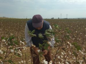 Κομοτηνή: Δύσκολη χρονιά για τους βαμβακοπαραγωγούς