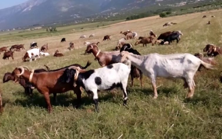 Σέρρες: Ελ.Σιδηροπούλου: Να δημιουργηθεί Ενιαίος Φορέας Κτηνοτρόφων