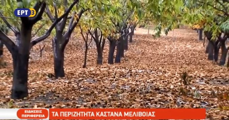 Τα περιζήτητα κάστανα Μελιβοίας (video)