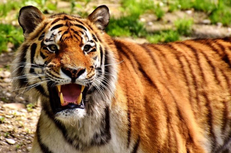 WWF: Το 60% των άγριων ζώων του πλανήτη χάθηκε σε διάστημα 40 ετών