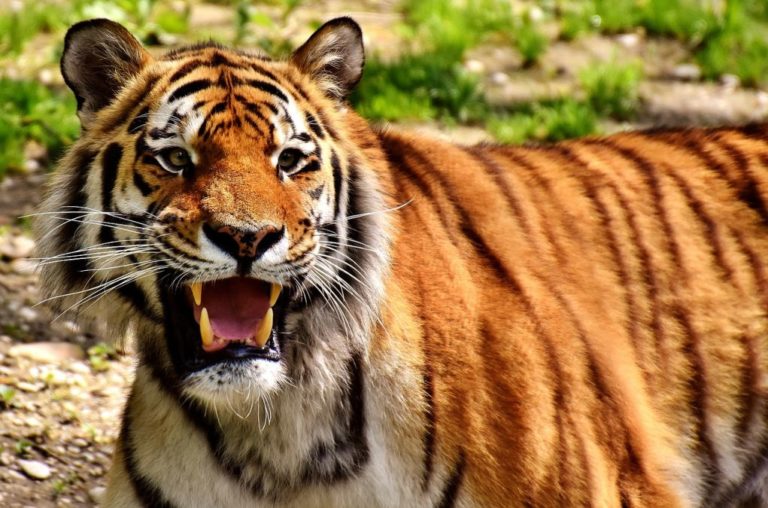 WWF: Το 60% των άγριων ζώων του πλανήτη χάθηκε σε διάστημα 40 ετών