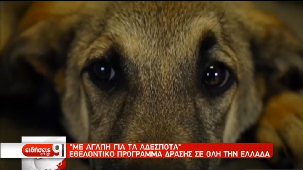 Εθελοντικό πρόγραμμα δράσης σε όλη την Ελλάδα για τα αδέσποτα ζώα (video)