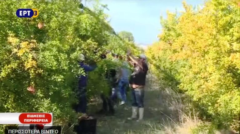 Δραμινός αγρότης νοικιάζει τα δέντρα του με το χρόνο (video)