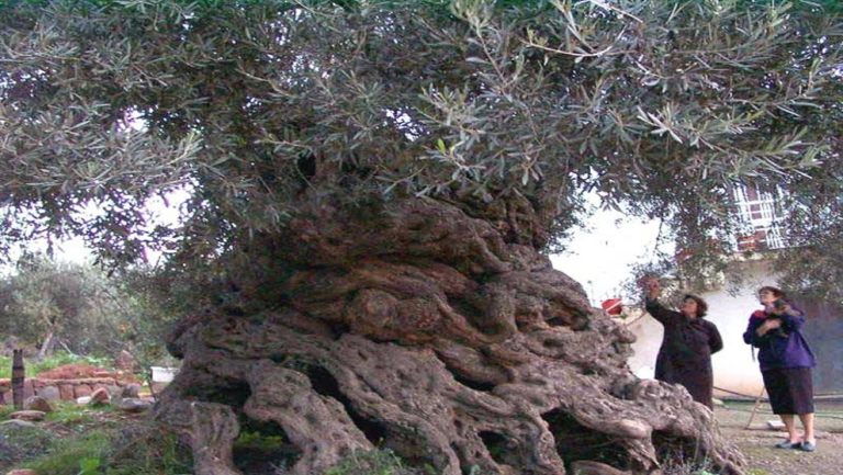 Ημερίδα για τον ελαιοτουρισμό στην Κρήτη