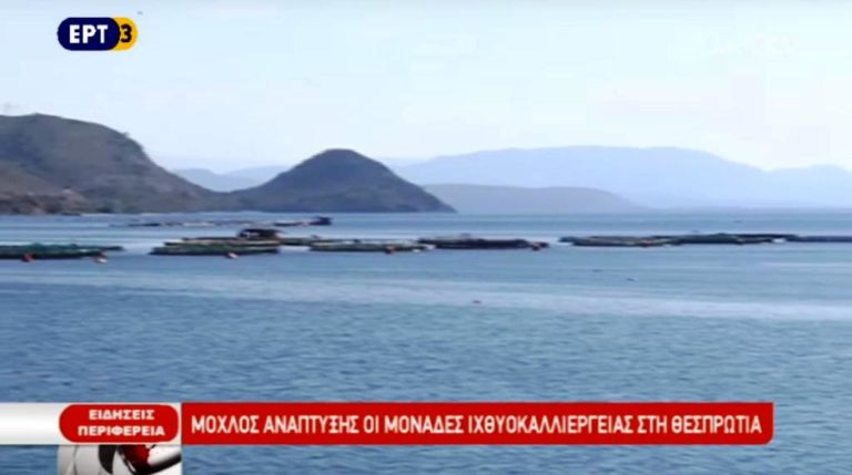 Μοχλός ανάπτυξης η ιχθυοκαλλιέργεια στη Θεσπρωτία (video)