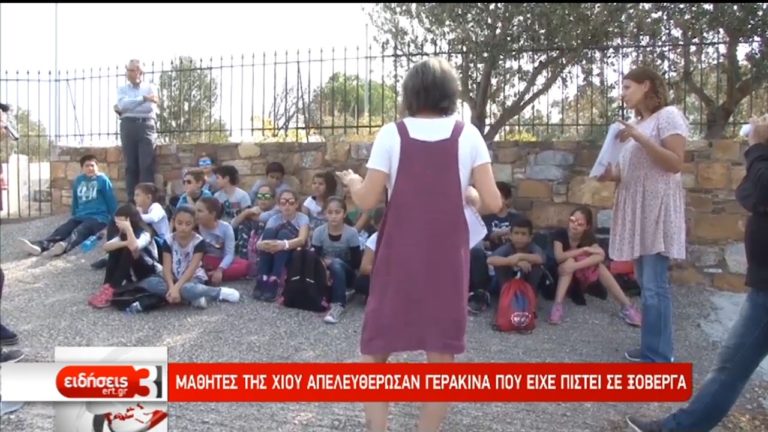 Μαθητές της Χίου απελευθέρωσαν γερακίνα που είχε πιαστεί σε ξόβεργα (video)