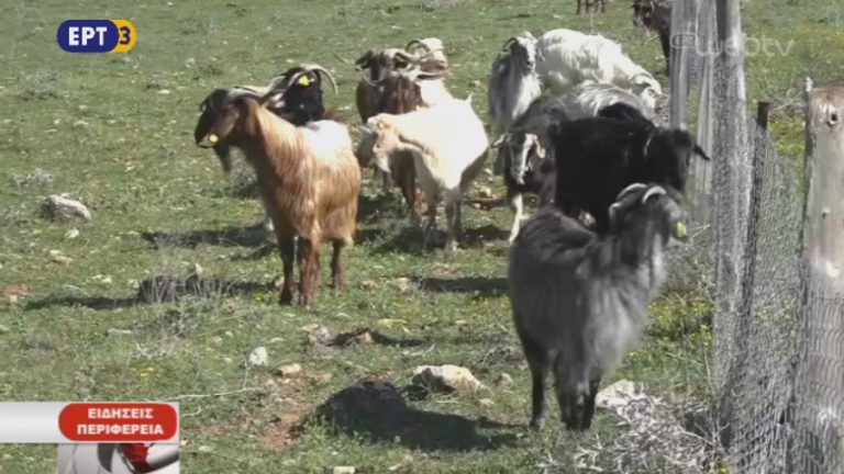 Κτηνοτρόφοι προσφεύγουν στη δικαιοσύνη για το γάλα (video)