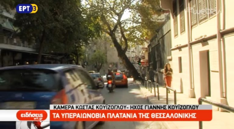 Υπεραιωνόβιοι πλάτανοι μέσα στη Θεσσαλονίκη (video)