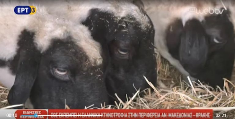 Σήμα κινδύνου από τους κτηνοτρόφους της Ροδόπης (video)