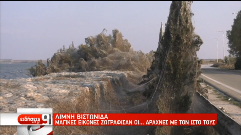 Στον ιστό της αράχνης η …Βιστωνίδα (video)