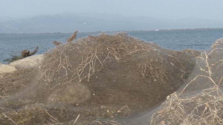 Αριστοτεχνικό ιστό ύφαναν …οι αράχνες στη λίμνη Βιστωνίδα