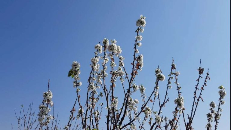 Εορδαία: Οι κερασιές ανθίζουν και το φθινόπωρο