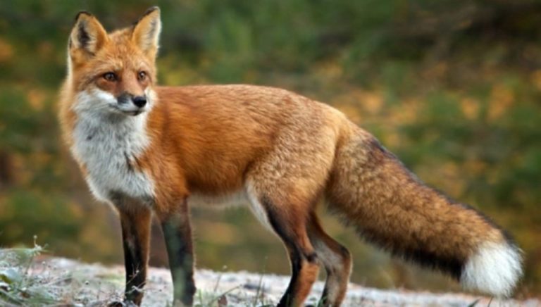 Γρεβενά: Ο εμβολιασμός των κόκκινων αλεπούδων