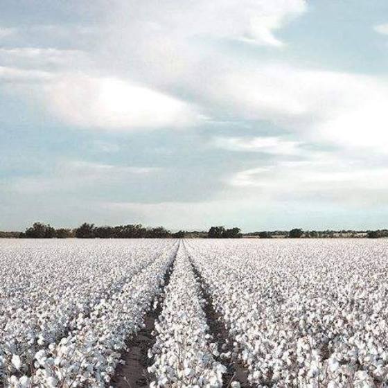 Σήμα Ευρωπαϊκό βαμβάκι -EU cotton- από φέτος. BCI του χρόνου, από την Ευρωπαϊκή Συμμαχία Βάμβακος