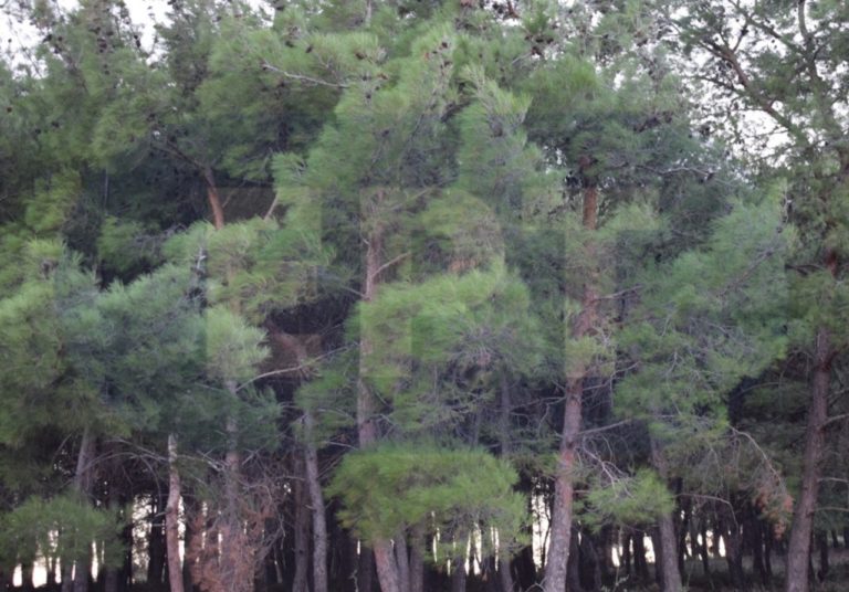 Αίσιο τέλος στην περιπέτεια του 76χρονου κυνηγού