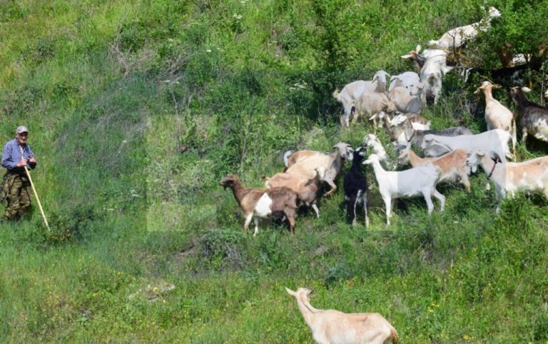Εορδαία: Λύκος κατασπάραξε 30 πρόβατα στο Εμπόριο