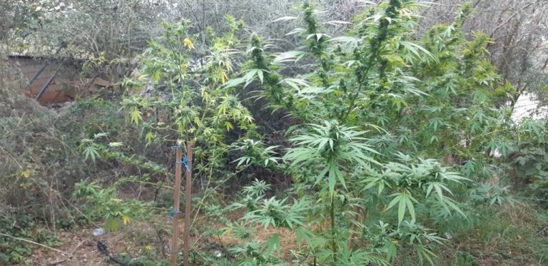 Πρέβεζα: Καλλιεργούσε δενδρύλλια κάνναβης