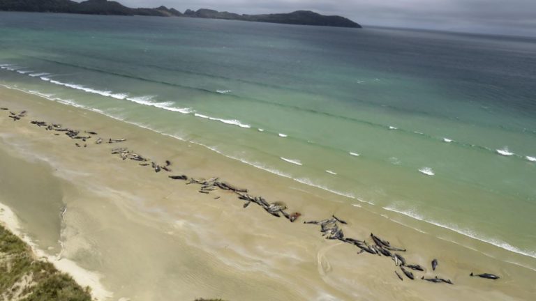 Περίπου 150 μαυροδέλφινα ξεβράστηκαν σε ακτή στα νότια της Νέας Ζηλανδίας