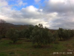 Κομοτηνή: Στροφή στην  δενδροκαλλιέργεια