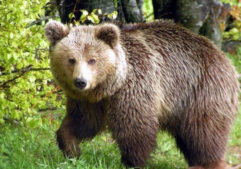Καστοριά: Συναγερμοί και κάμερες για τις αρκούδες
