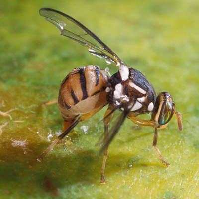 Ενημέρωση για τον οργανισμό καραντίνας Bactrocera dorsali