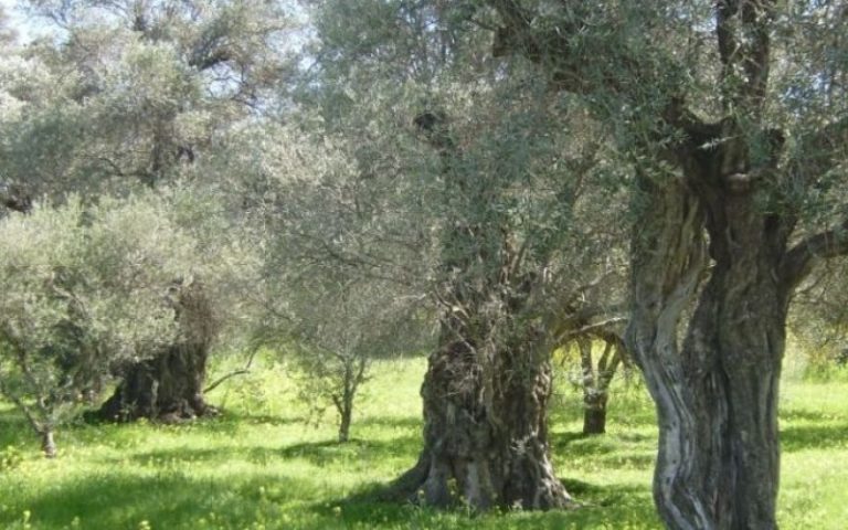 Μειωμένες επιδοτήσεις λόγω δασικών χαρτών