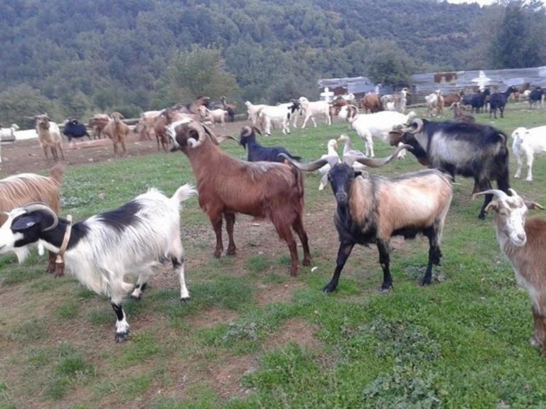 Ουσιαστικούς ελέγχους ζητούν οι κτηνοτρόφοι της Ελασσόνας