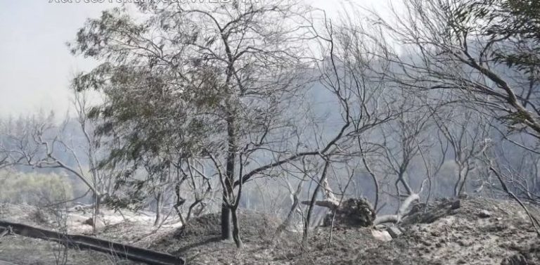 Χανιά: Οδηγίες από το Δασαρχείο για το κόψιμο καμένων δέντρων στον Αποκόρωνα