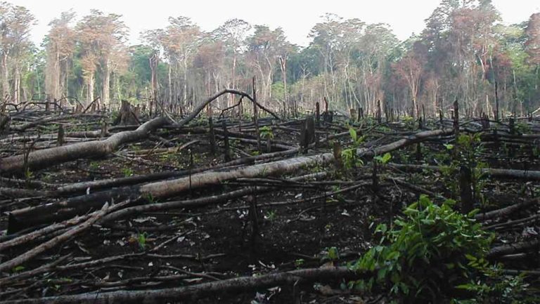 ΟΗΕ: Η απώλεια της βιοποικιλότητας εξίσου επικίνδυνη με την κλιματική αλλαγή