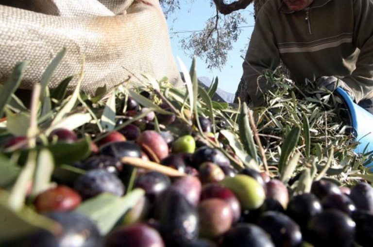 Σέρρες: Σε απόγνωση οι παραγωγοί ελιάς και καπνού