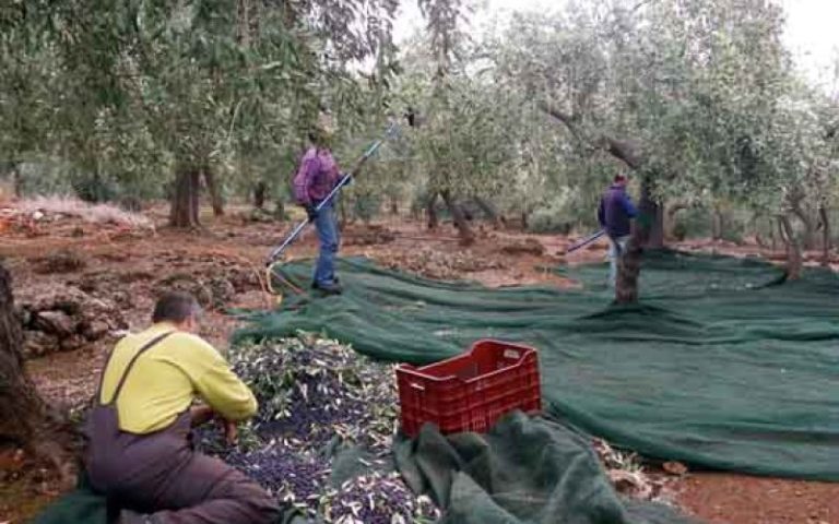 ﻿ Ζητούν έκτακτη αποζημίωση για ελαιοπαραγωγούς