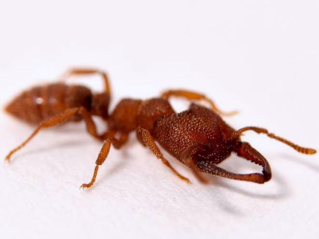 Μυρμήγκι «Δράκουλας»: Το ζώο με την πιο γρήγορη κίνηση στη φύση (video)