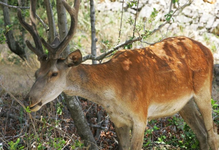 ΗΠΑ: Ένας λαθροκυνηγός υποχρεούται να βλέπει την ταινία «Μπάμπι» κατά τη διάρκεια της φυλάκισής του