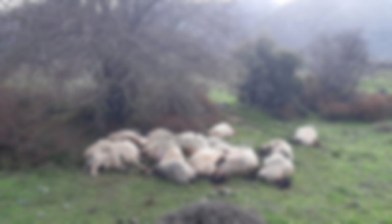 Κεραυνός σκότωσε κοπάδι με 20 πρόβατα στον Ομαλό