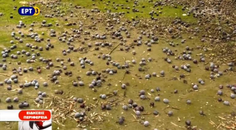 Ο δάκος καταστρέφει την ελαιοπαραγωγή στην Κυνουρία Αρκαδίας (video)