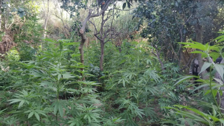 Εξιχνιάστηκε υπόθεση φυτείας κάνναβης στο Μυλοπόταμο