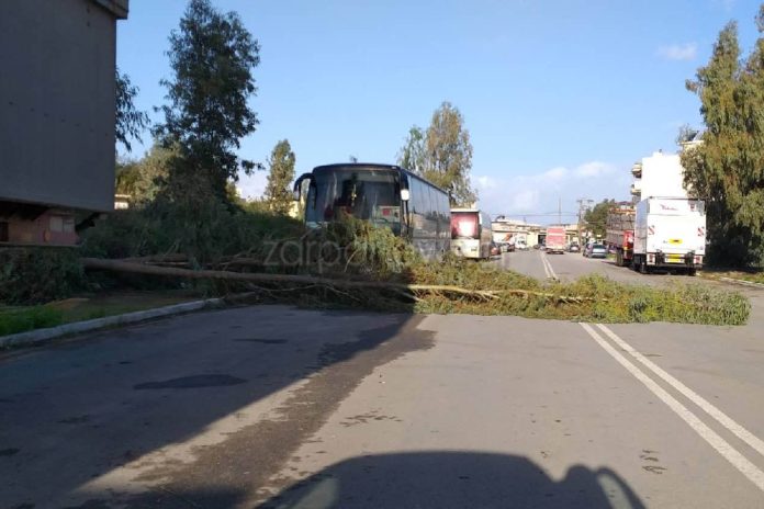 Χανιά: Έπεσαν τρεις ευκάλυπτοι στη μέση του δρόμου