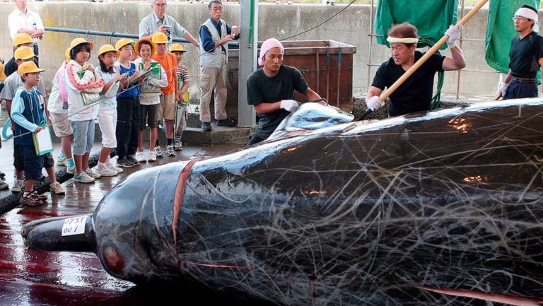 Η Ιαπωνία ανακοίνωσε την επανέναρξη της εμπορικής αλιείας φάλαινας